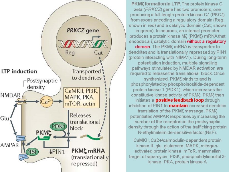 PKMζ formation in LTP. The protein kinase C, zeta (PRKCZ) gene has two promoters,